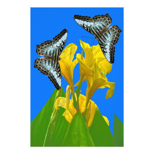 Malaysischer Schmetterling-Foto Erweiterung Fotodruck