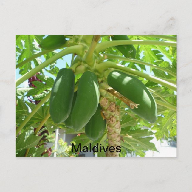 MALDIVES POSTKARTE (Vorderseite)