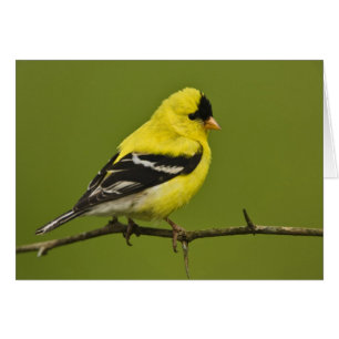Male American Goldfinch en plumage reproducteur,