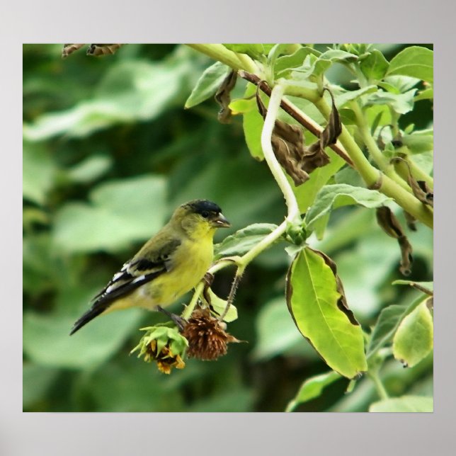Male American Goldfinch Poster (Vorne)