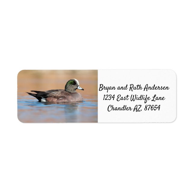 Male American Wigeon (Vorne)