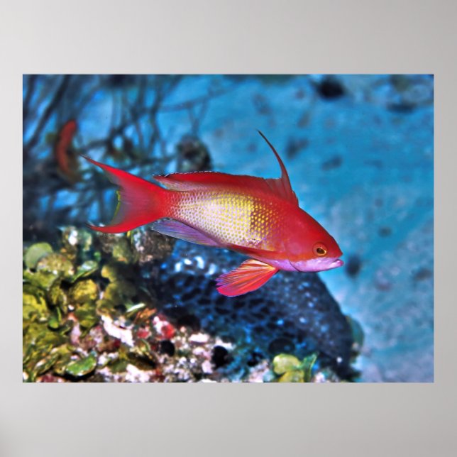 Male Anthia Poster (Vorne)