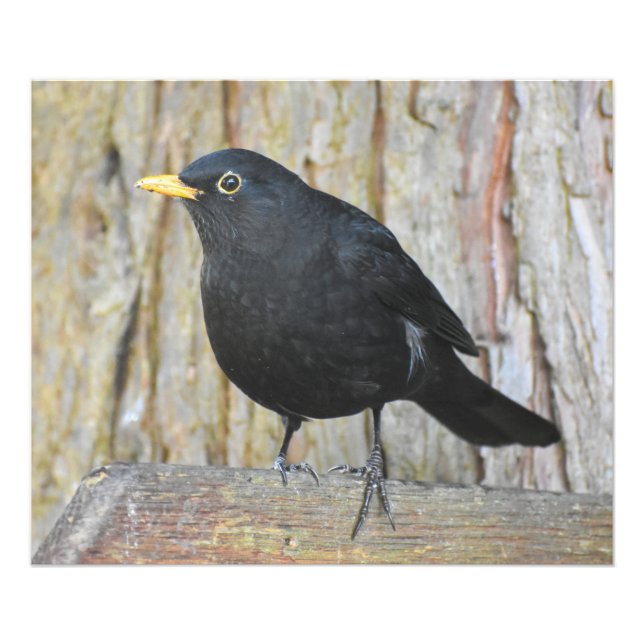 Male Blackbird Fotodruck (Vorne)