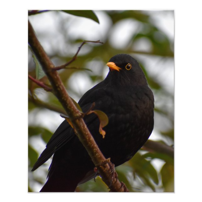 Male Blackbird Fotodruck (Vorne)
