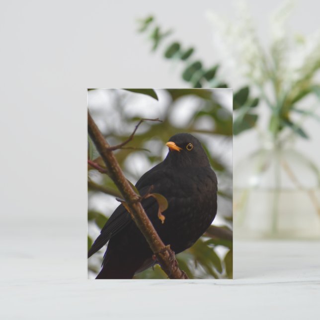 Male Blackbird Postkarte (Stehend Vorderseite)