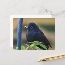 Male Blackbird Postkarte