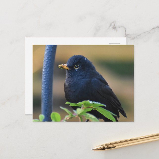 Male Blackbird Postkarte (Vorderseite/Rückseite Beispiel)