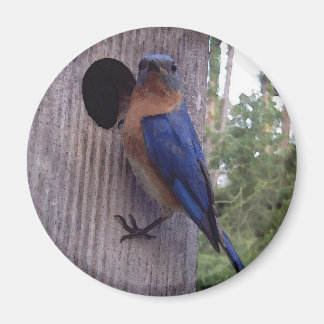 Male Bluebird Magnet