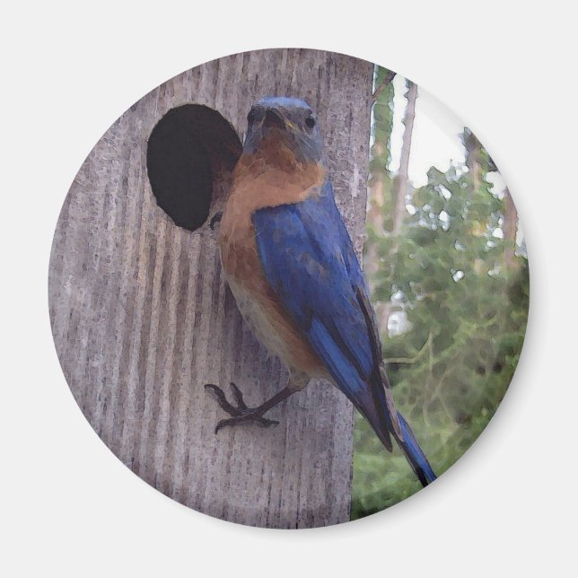 Male Bluebird Magnet (Vorne)