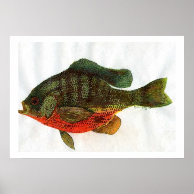 Male Bluegille Poster (Vorne)