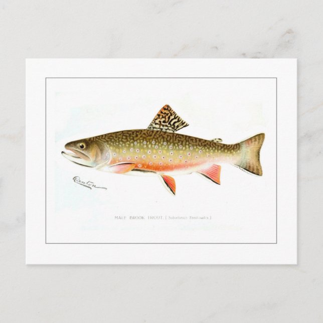 Male Brook Trout Postkarte (Vorderseite)