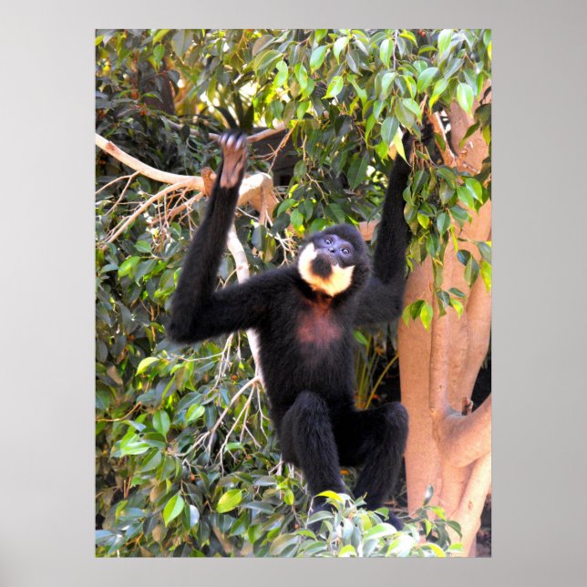 Male Buff baked gibbon Poster (Vorne)