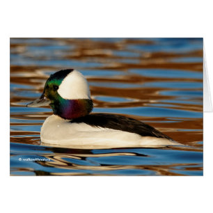 Male Bufflehead dans le soleil de l'après-midi
