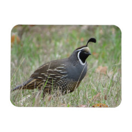 Male California Quai Profile Magnet