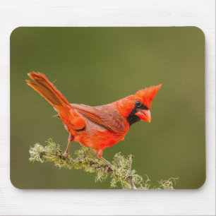 Male Cardinal on Limb Mousepad