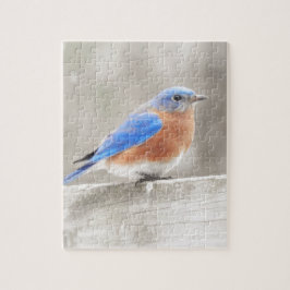 Male Eastern Bluebird