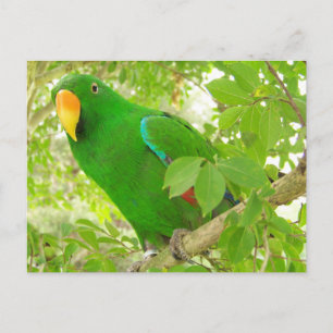 Male Eclectus Parrot Postkarte