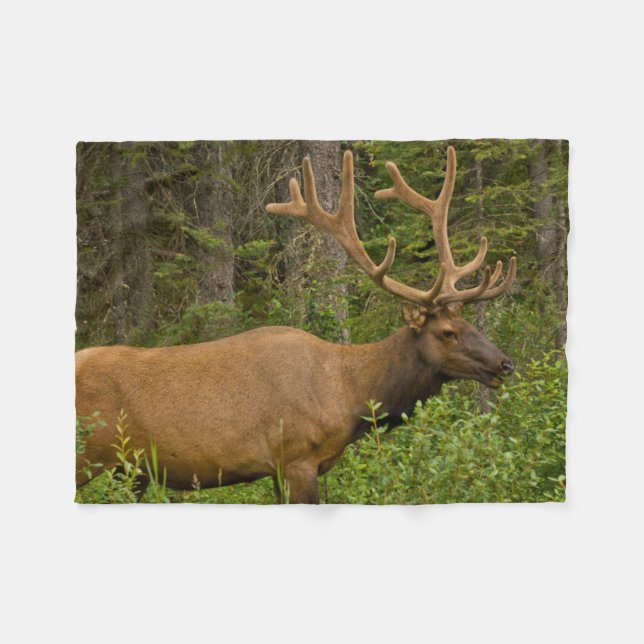 Male Elk | Banff National Park, Alberta, Canada Fleecedecke (Vorderseite (Horizontal))