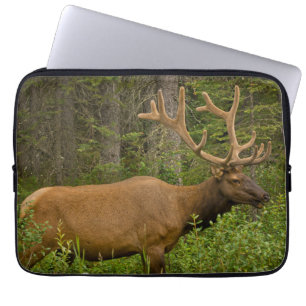 Male Elk   Banff National Park, Alberta, Kanada Laptopschutzhülle