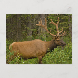 Male Elk   Banff National Park, Alberta, Kanada Postkarte