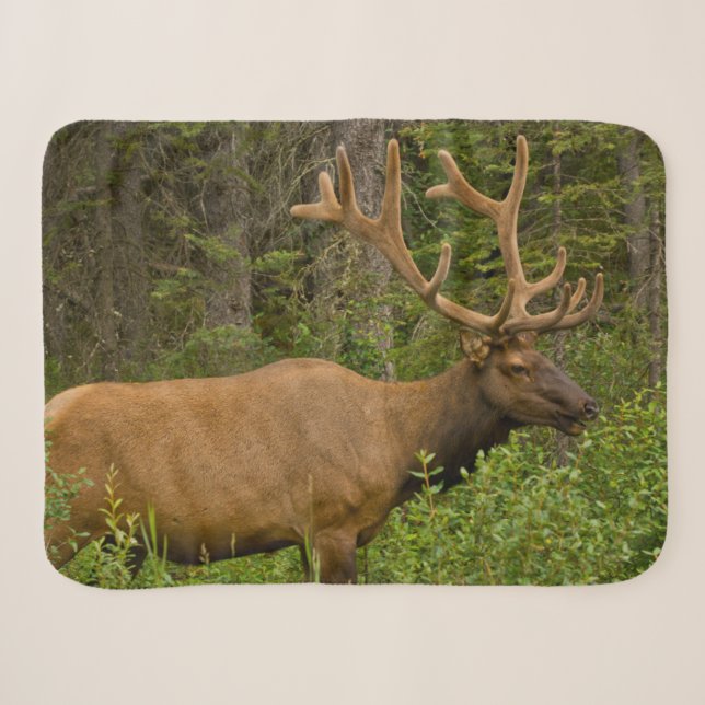 Male Elk | Banff National Park, Alberta, Kanada Sherpadecke (Vorderseite (Horizontal))