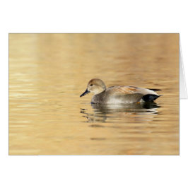 Male Gadwall
