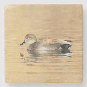 Male Gadwall Duck Steinuntersetzer