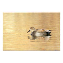 Male Gadwall Fotodruck