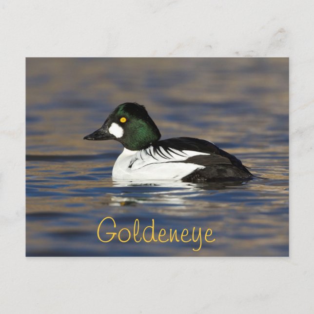 Male Goldeneye Duck Postkarte (Vorderseite)