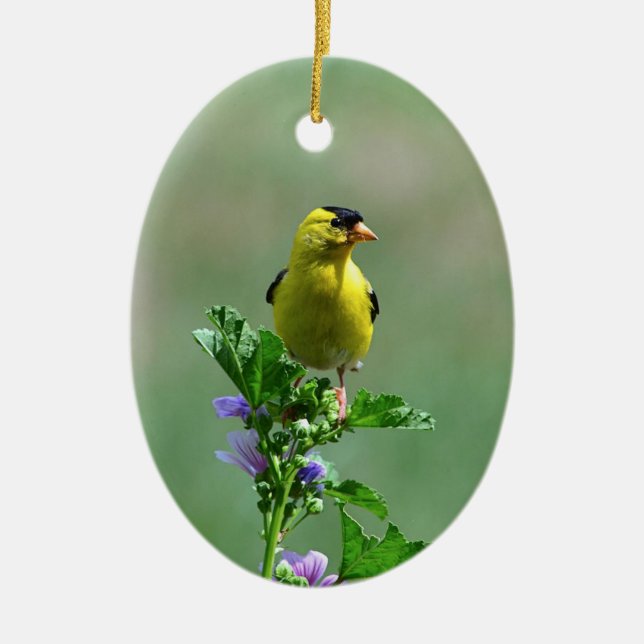 Male Goldfinch Ornament (Vorne)