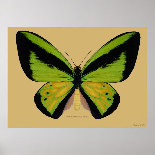 Male Goliath Birdwing Butterfly Poster (Vorne)