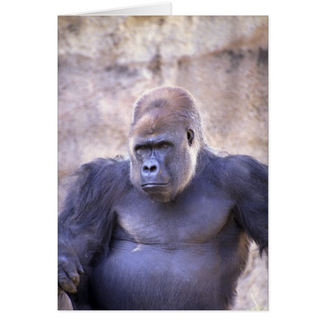 Male Gorilla (Vorne)