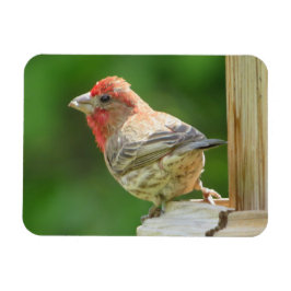 Male House Finch Magnet