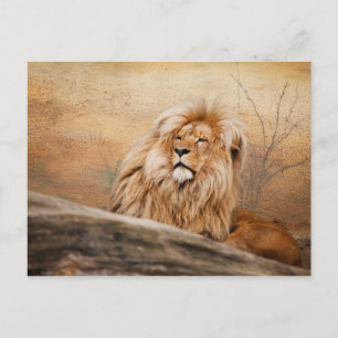 Male Lion Foto Postkarte