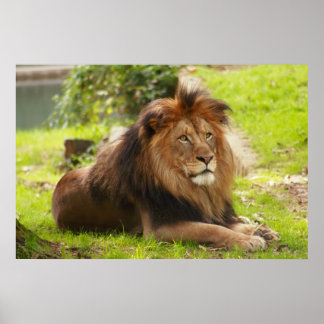 Male Lion Poster
