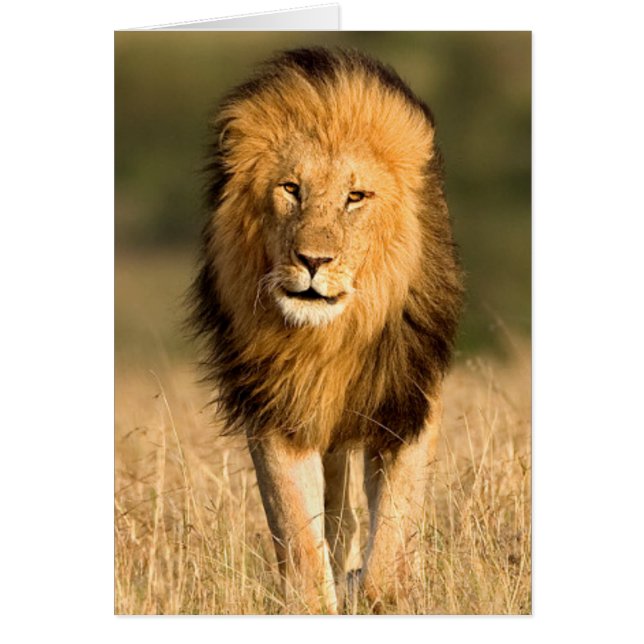 Male Lion Walking (Vorne)