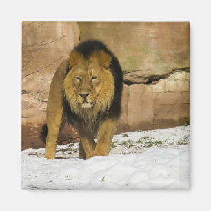 Male Lion Walking Magnet