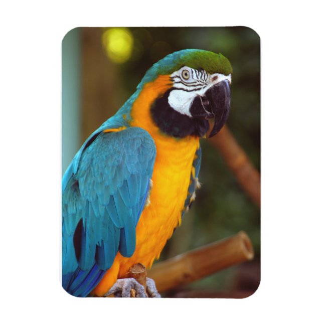Male Macaw Magnet (Vertikal)