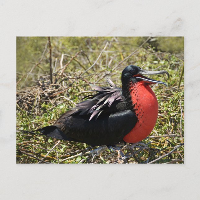 Male Magnificate Frigate Bird Postkarte (Vorderseite)