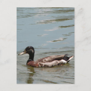 Male Mallard Duck Foto Postkarte