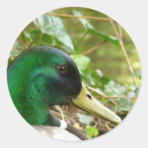 Male Mallard Duck Kopfaufkleber Runder Aufkleber