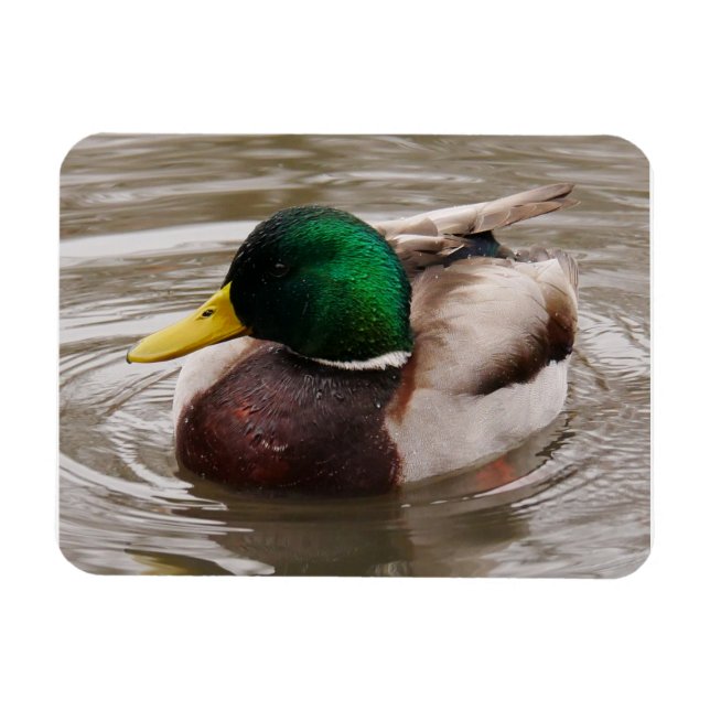 Male Mallard Duck Magnet (Horizontal)