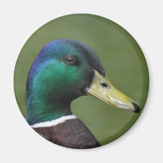 Male Mallard Duck Magnet