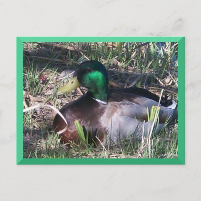 Male Mallard Duck Postcard Postkarte (Vorderseite)