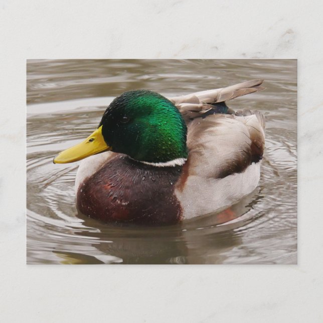 Male Mallard Duck Postcard Postkarte (Vorderseite)