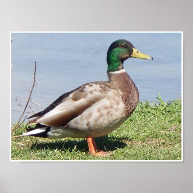 Male Mallard Duck Poster (Vorne)