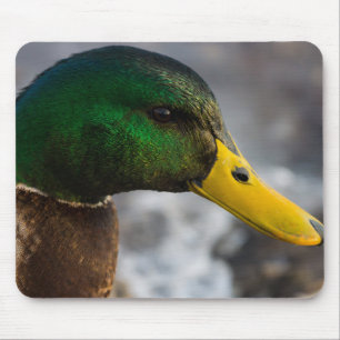 Male Mallard Portrait Mousepad