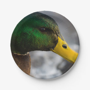 Male Mallard Portrait Pappteller