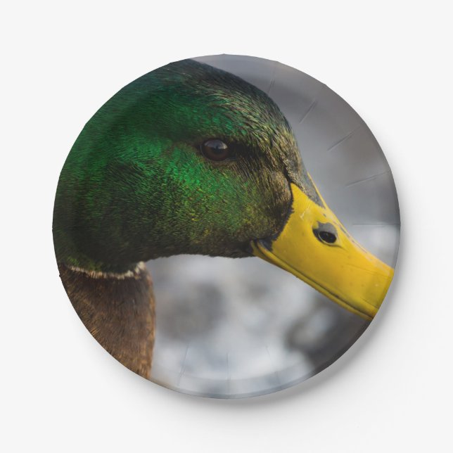 Male Mallard Portrait Pappteller (Vorderseite)