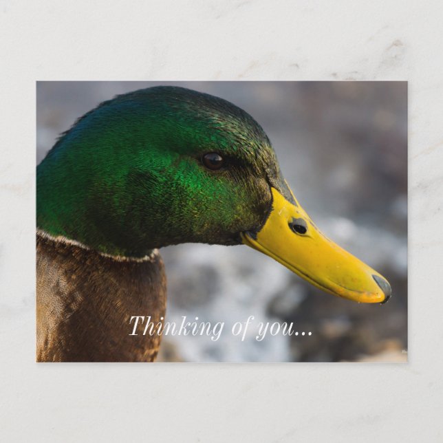 Male Mallard Portrait Postkarte (Vorderseite)